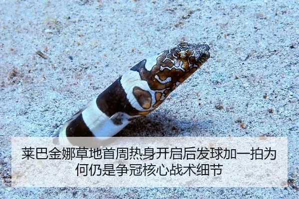 莱巴金娜草地首周热身开启后发球加一拍为何仍是争冠核心战术细节
