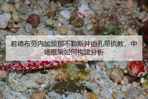 若德布劳内加盟那不勒斯并由孔蒂执教，中场框架如何构建分析